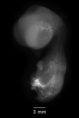 stage 35 chick embryo x-ray